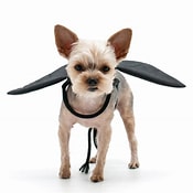 Dog Bat Wings